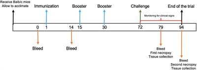 Immune protection induced by E2 recombinant glycoprotein of bovine viral diarrhea virus in a murine model